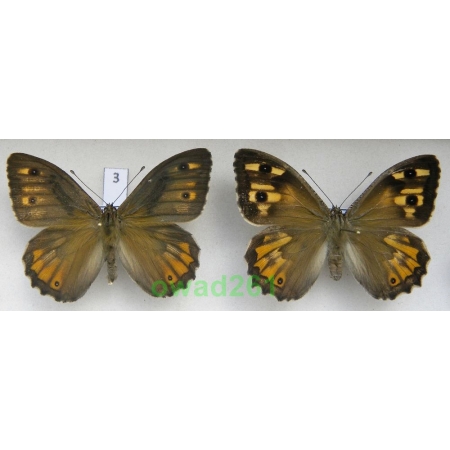 Hipparchia cretica (Rebel, 1916) pair Greece, Crete Is3